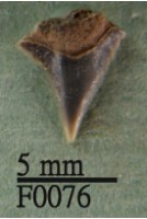 沙洲鯊上顎齒藏品圖，第1張