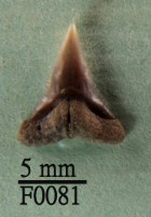 公牛鯊下顎齒藏品圖，第1張