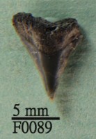 沙洲鯊上顎齒藏品圖，第1張