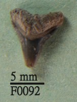 沙洲鯊上顎齒藏品圖，第1張