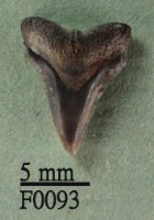 沙洲鯊上顎齒藏品圖，第1張