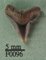 沙洲鯊上顎齒藏品圖，第1張