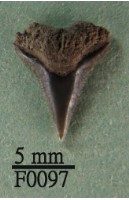 沙洲鯊上顎齒藏品圖，第1張