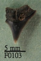 鯊魚(齒)藏品圖，第1張