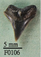 沙洲鯊上顎齒藏品圖，第1張