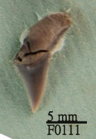 鯊魚上顎齒藏品圖，第1張