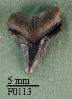 大鼻真鯊上顎齒藏品圖，第1張