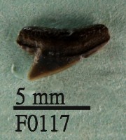 沙拉真鯊上顎齒藏品圖，第1張