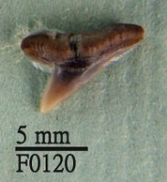 尖頭曲齒鯊上顎齒藏品圖，第1張