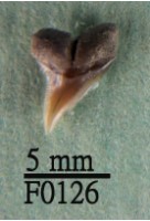 沙拉真鯊上顎齒藏品圖，第1張