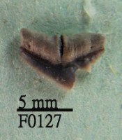 杜氏真鯊上顎齒藏品圖，第1張