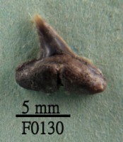 短鰭真鯊下顎齒藏品圖，第1張