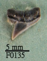 沙拉真鯊上顎齒藏品圖，第1張