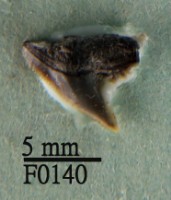 沙拉真鯊上顎齒藏品圖，第1張