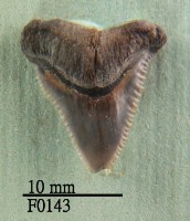 灰色真鯊上顎齒藏品圖，第1張