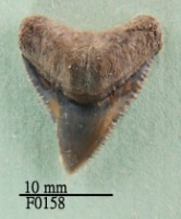 長鰭真鯊上顎齒藏品圖，第1張