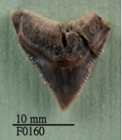 灰色真鯊上顎齒藏品圖，第1張