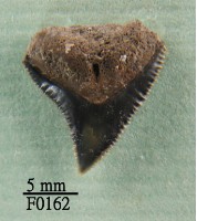 公牛鯊上顎齒藏品圖，第1張