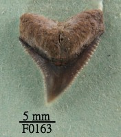 公牛鯊上顎齒藏品圖，第1張