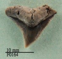 灰色真鯊上顎齒藏品圖，第1張