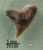 鉛灰真鯊上顎齒藏品圖，第1張