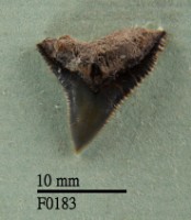 公牛鯊上顎齒藏品圖，第1張