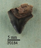 灰色真鯊上顎齒藏品圖，第1張