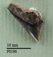 公牛鯊上顎齒藏品圖，第1張