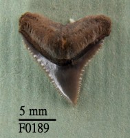 長鰭真鯊上顎齒藏品圖，第1張