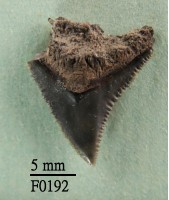 公牛鯊上顎齒藏品圖，第1張