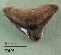 鯊魚上顎齒藏品圖，第1張