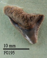 長鰭真鯊上顎齒藏品圖，第1張