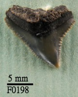 公牛鯊上顎齒藏品圖，第1張