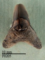 公牛鯊下顎齒藏品圖，第1張