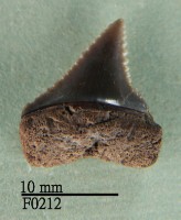 大白鯊下顎齒藏品圖，第1張