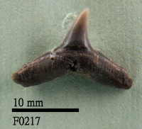 黑邊鰭真鯊下顎齒藏品圖，第1張