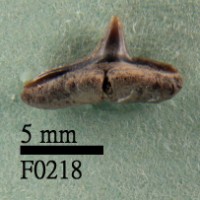 尖頭曲齒鯊下顎齒藏品圖，第1張