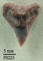 長鰭真鯊上顎齒藏品圖，第1張