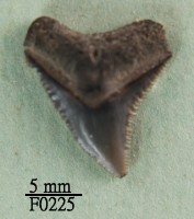 鉛灰真鯊上顎齒藏品圖，第1張