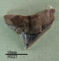 公牛鯊上顎齒藏品圖，第1張