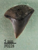 鉛灰真鯊上顎齒藏品圖，第1張