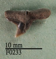 短尾真鯊上顎齒藏品圖，第1張