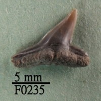 虎鯊下顎齒藏品圖，第1張