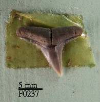 黑邊鰭真鯊上顎齒藏品圖，第1張