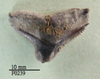 黑邊鰭真鯊上顎齒
藏品圖，第1張