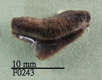 鯊魚上顎齒藏品圖，第1張