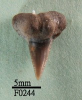 公牛鯊牙齒藏品圖，第1張