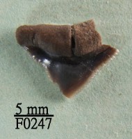 鯊魚上顎齒藏品圖，第1張