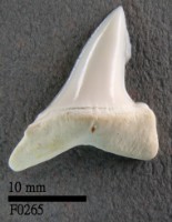 長鰭鯖鯊下顎齒藏品圖，第1張