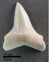 長鰭鯖鯊下顎齒藏品圖，第1張